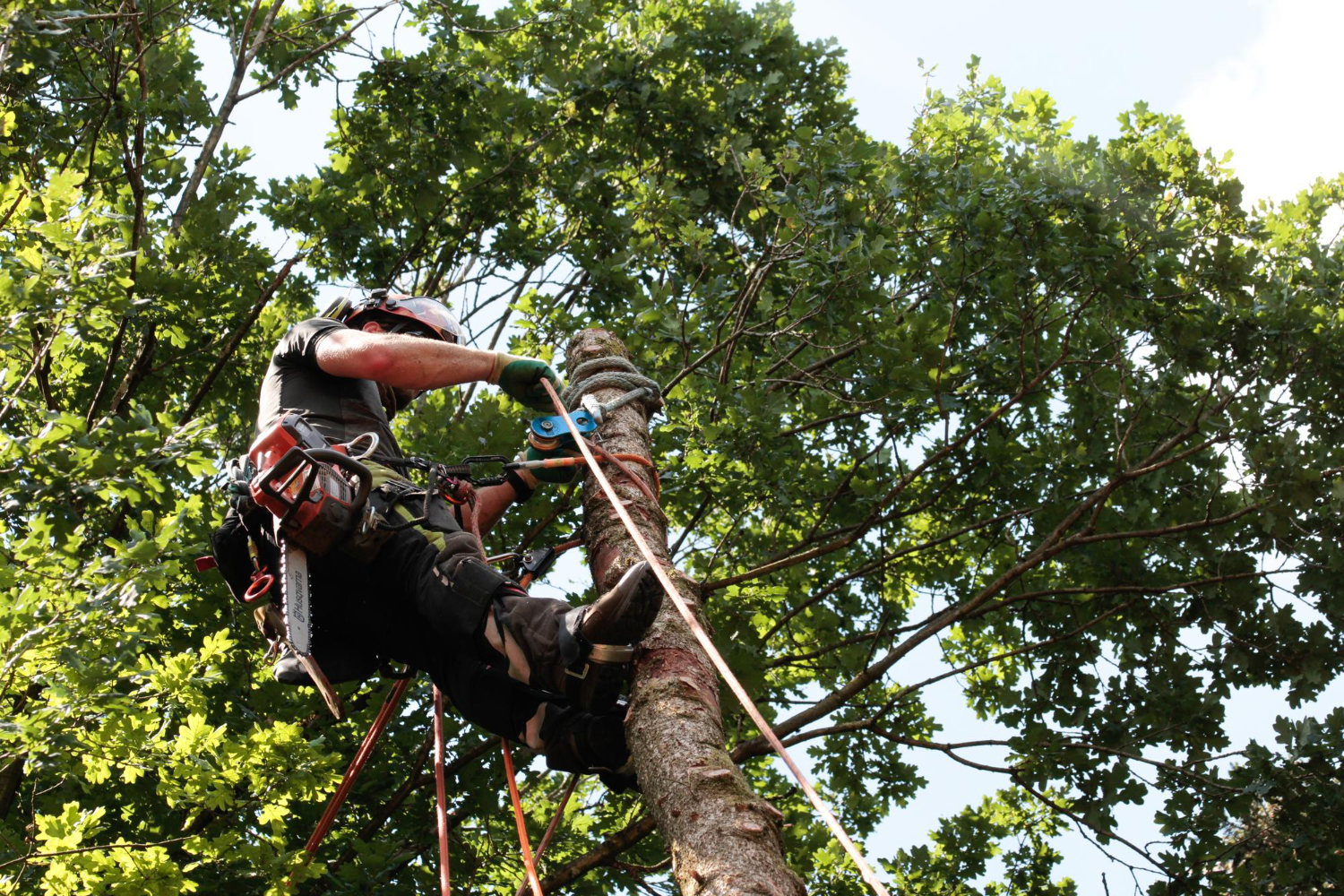 Protected Trees on the Sunshine Coast: Approval Paths, Exemptions & Pitfalls | Treesafe