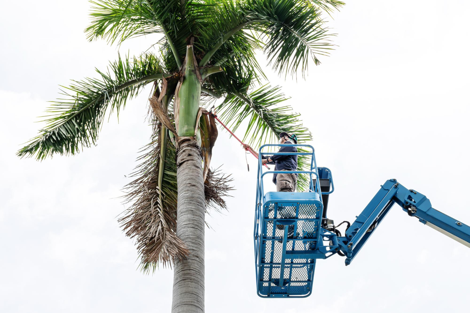 Managing Vegetation in QLD Easements & Utility Corridors | Treesafe
