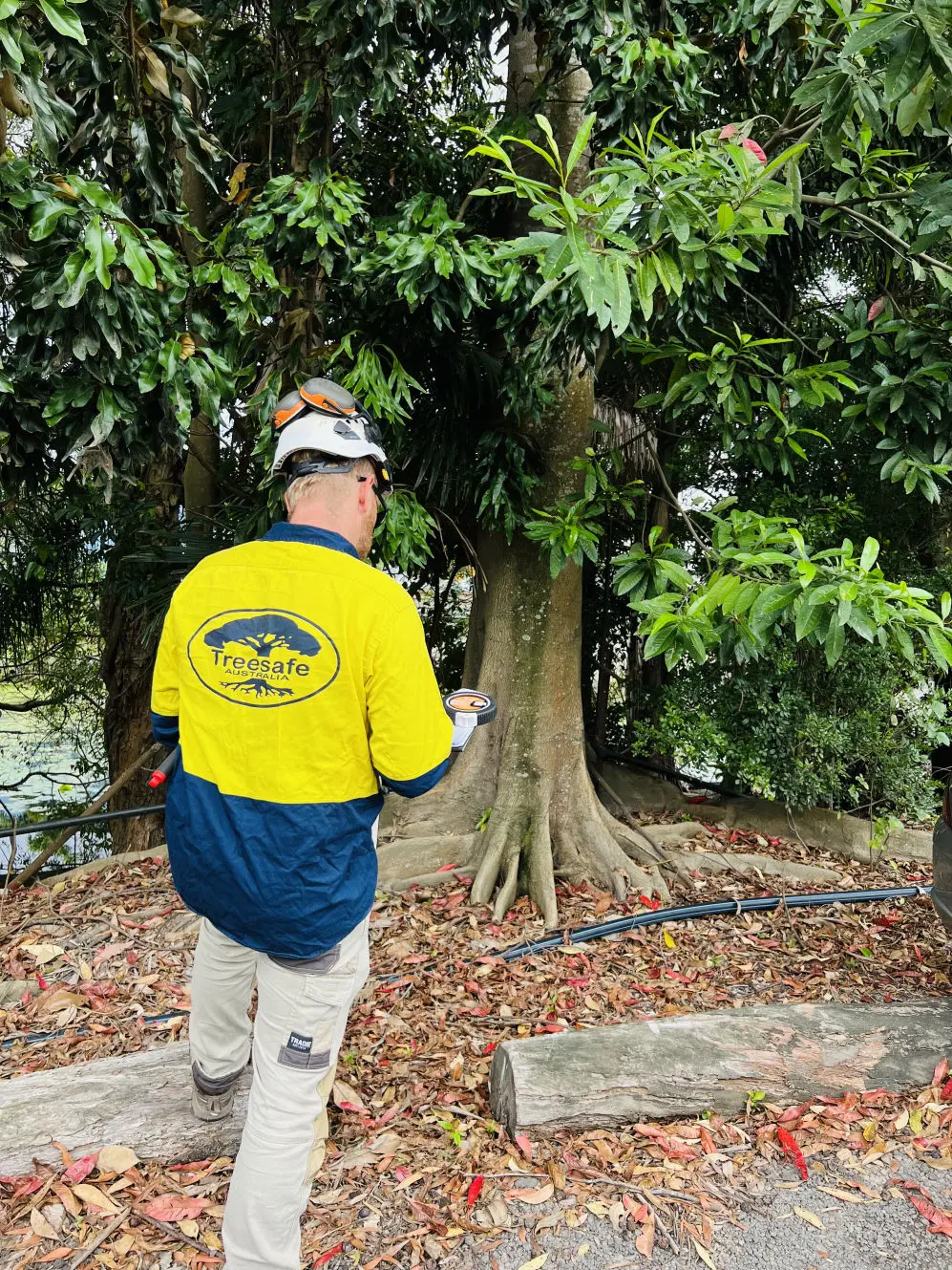 Inside Arborist Reports: What Council Actually Wants to See | Treesafe