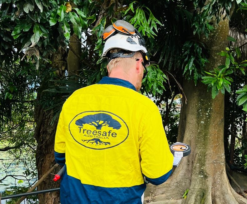 Understanding Arborist Reports in Buderim: What You Get & Why | Treesafe