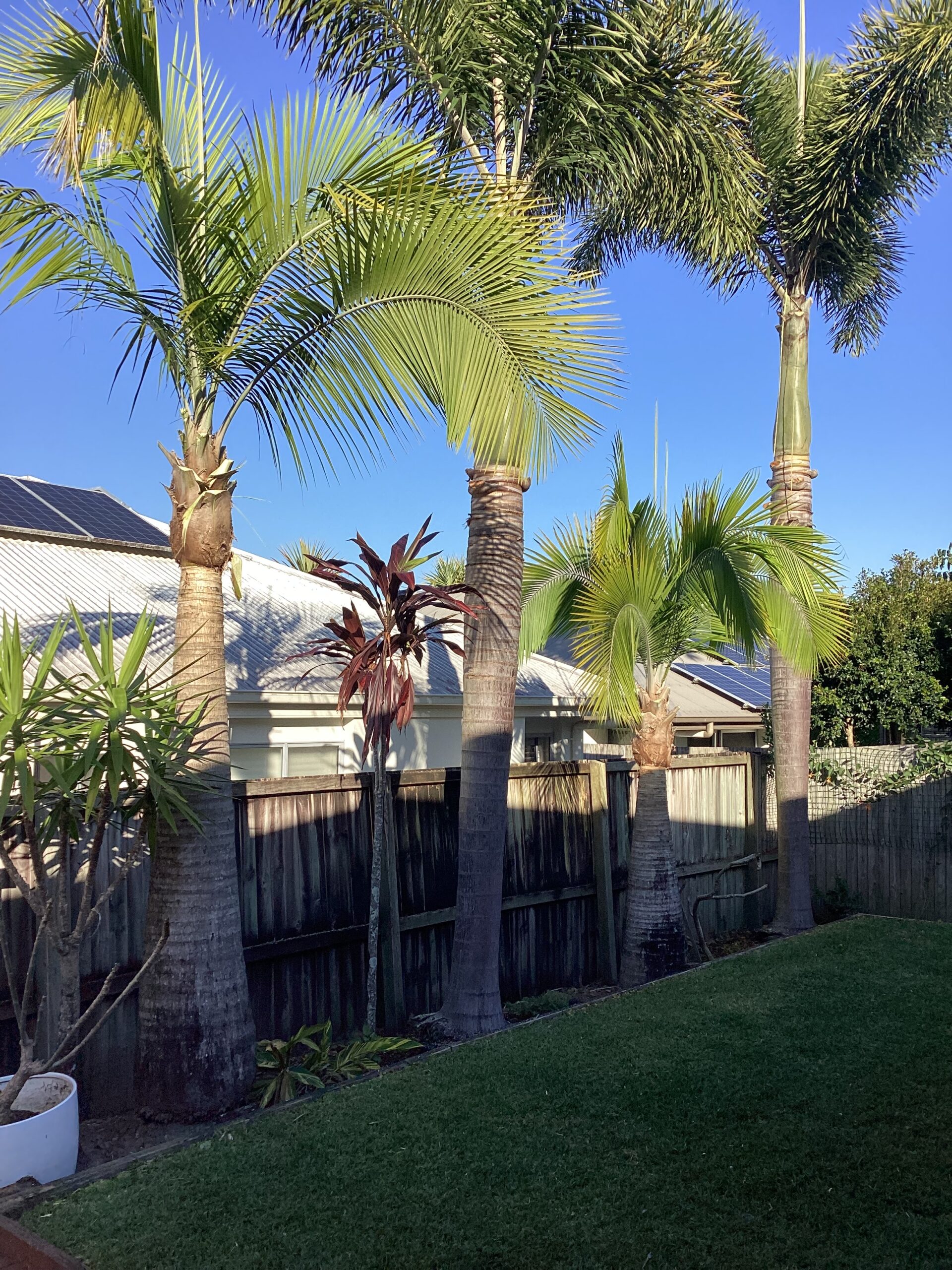 Hidden Tree Hazards on Sunshine Coast Slopes: Assessment & Mitigation | Treesafe