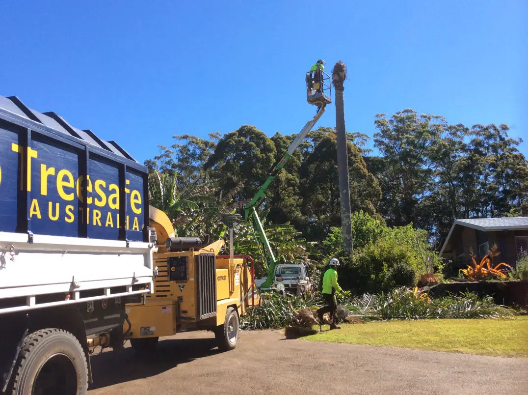 Stump Grinding vs Full Removal: Which Is Right for Your Yard? | Treesafe