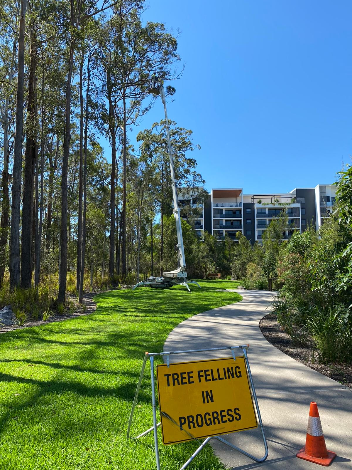 Before You Lop: The Legal Checks Every Queenslander Should Do First | Treesafe