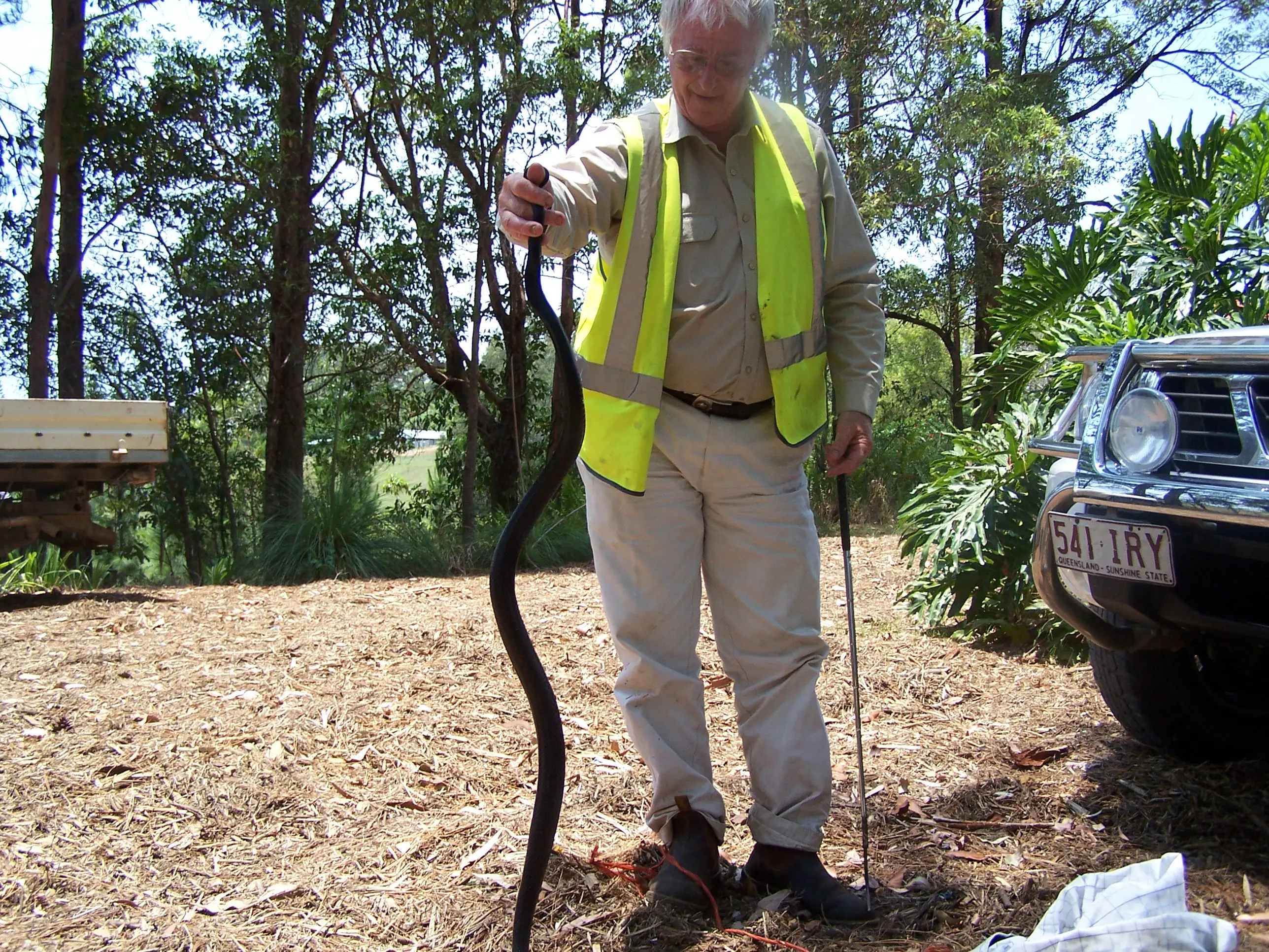 Red-bellied black snake, safely relocated from a job site
