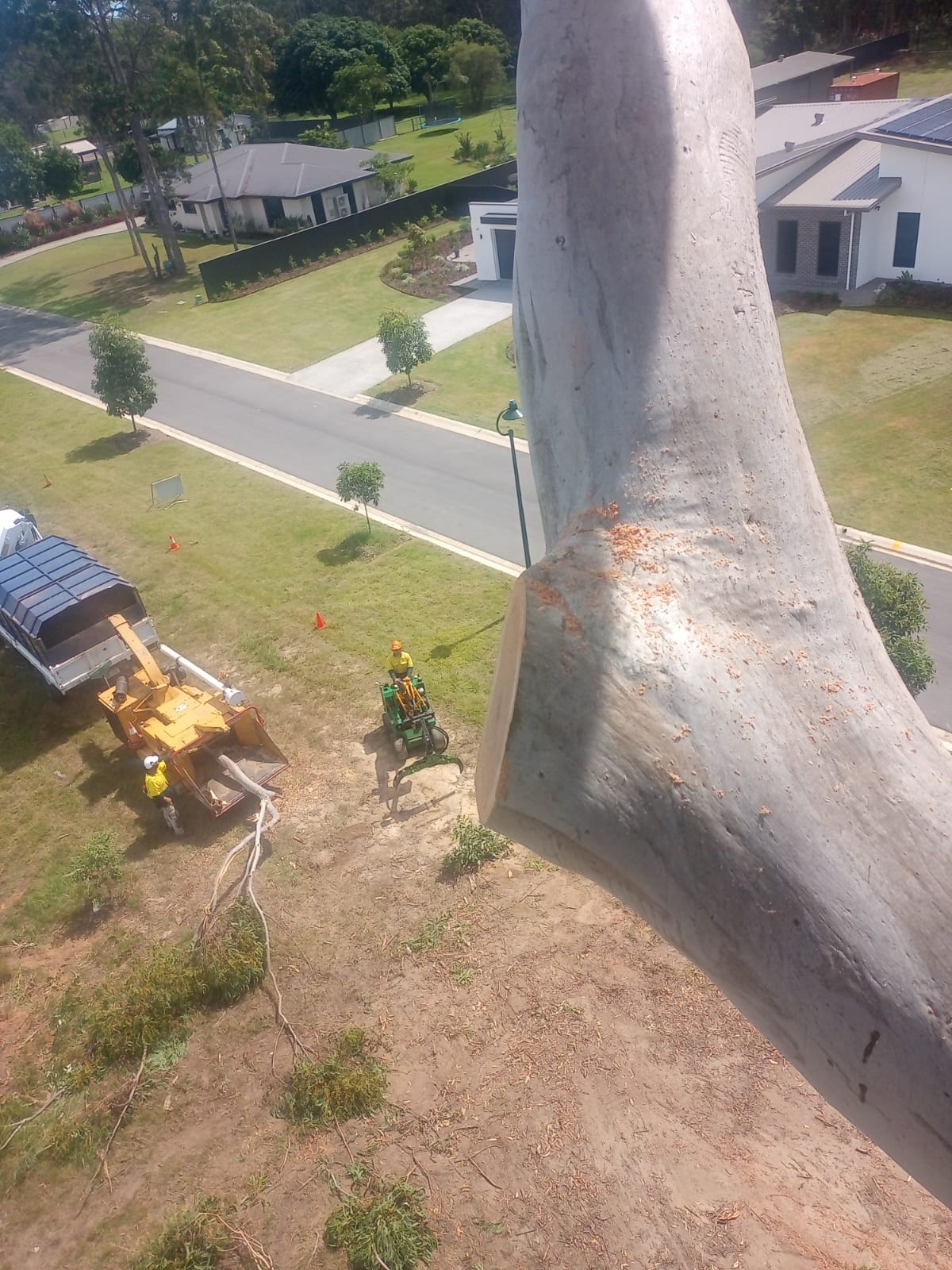 Pruning vs Lopping in Buderim: How to Choose What Your Tree Needs | Treesafe