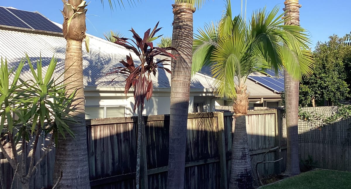 Dangerous Trees in Rentals: Landlord vs Tenant Duties Explained | Treesafe