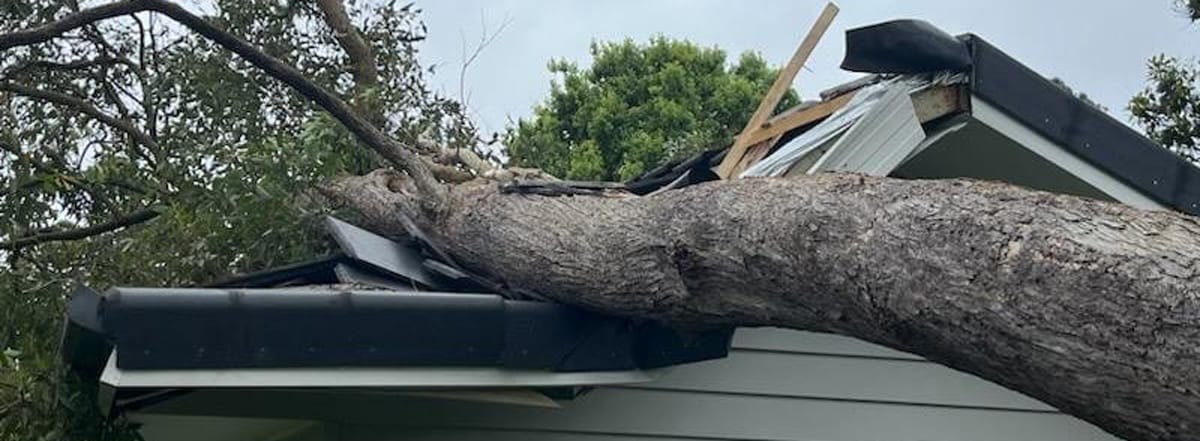 7 Warning Signs a Tree Needs Emergency Removal | Treesafe Buderim