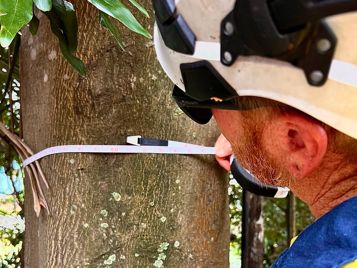 Treesafe arborist climbing with ropes Sunshine Coast