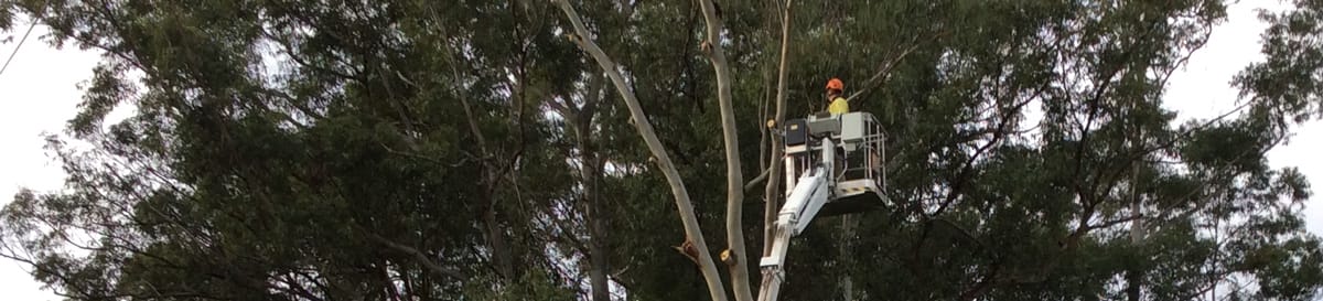 The Tree Lopping Risks Homeowners Always Overlook | Treesafe