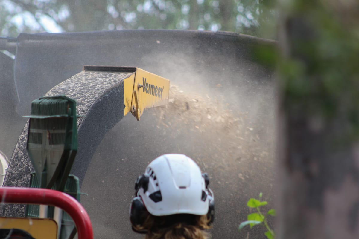 Root-Friendly Driveway Design: Keep the Tree AND the Driveway | Treesafe