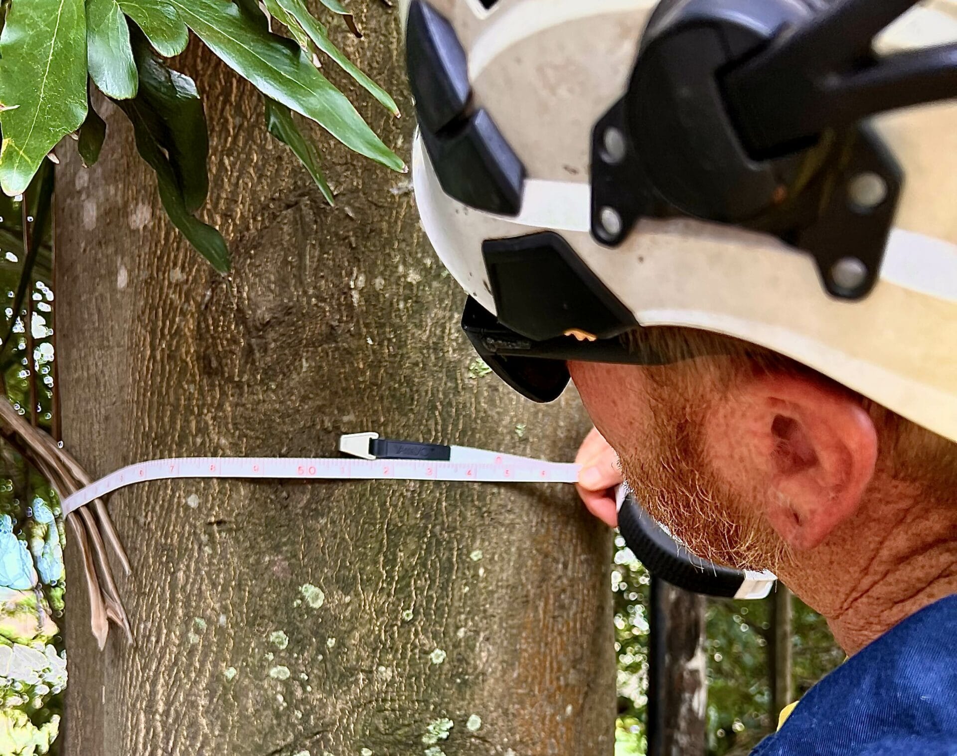 Sunshine Coast&rsquo;s High-Risk Trees: Spot the Failure Signs Before Storms Do | Treesafe