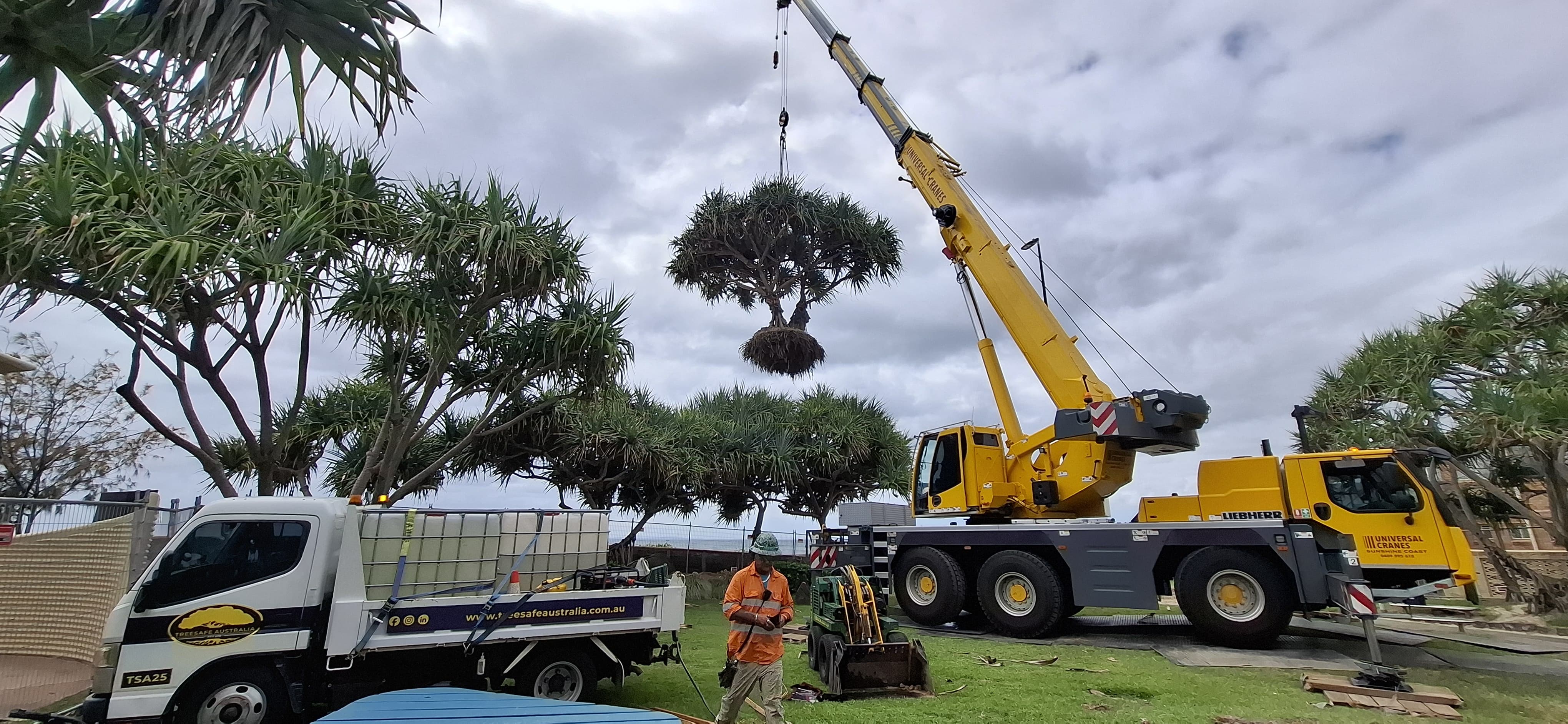 Maroochydore Storm-Season Pruning: What to Cut (and What to Never Cut) | Treesafe